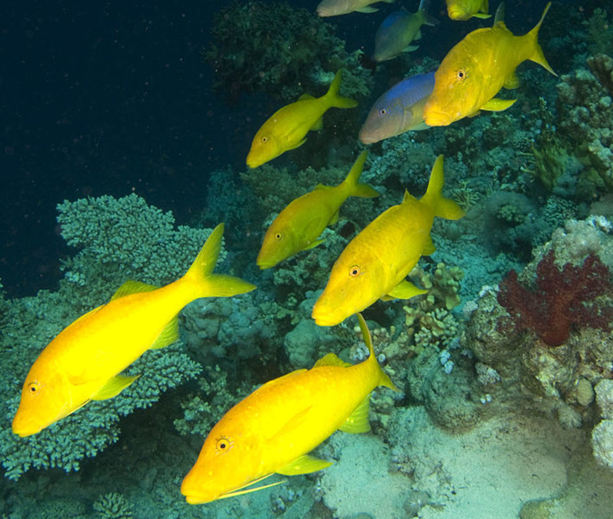 yellow fish travel