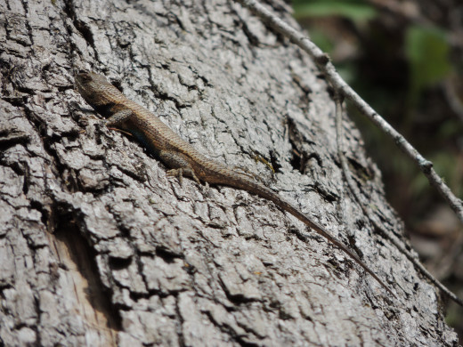 Salamandar that I saw just off of the Abrams Creek Trail