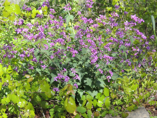 Wildflowers along the trail to Abrams Creek