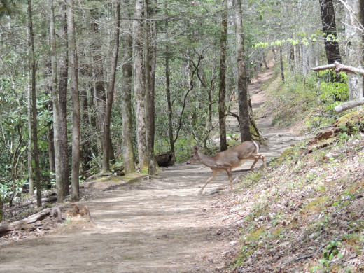 Same deer crossing the trail to Abrams Falls