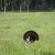 Another turkey that we saw in Cades Cove