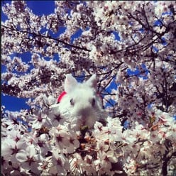 Sakura (Cherry Blossoms)~