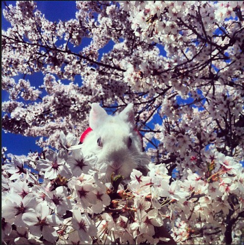 Bunny Blossom by Ingrid Amor~