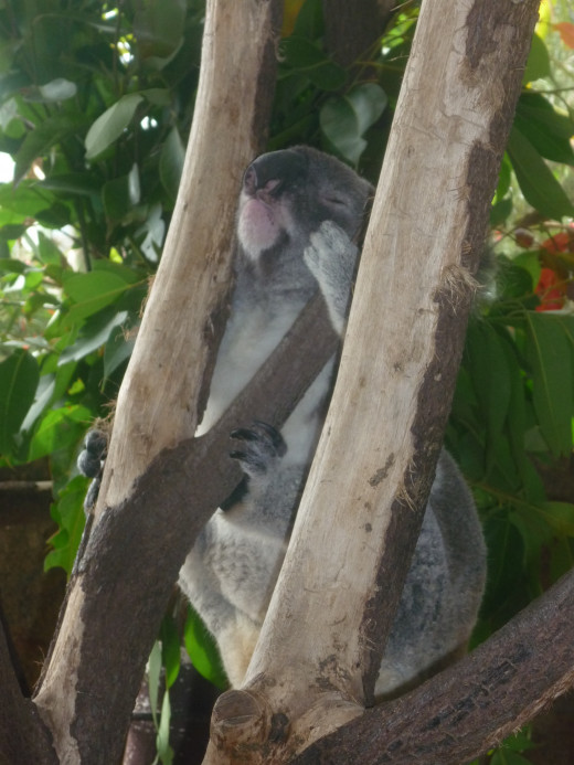 Koala - Cairns Casino Dome