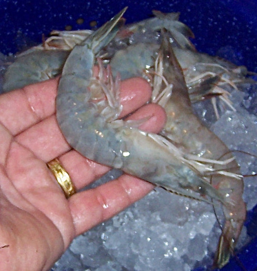 Fresh Heads On  Shrimp