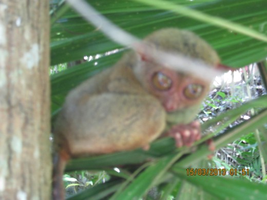 Tiny, sweet tarsier