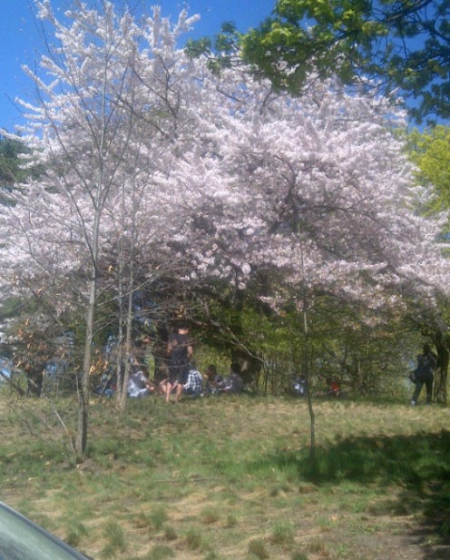 Hanami under the cherry blossoms across the clear sky of spring.~