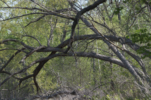 One View of the Northern Reaches, a Thick, Wooded Area, North of Boomer Lake