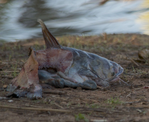 Channel Catfish Carcass