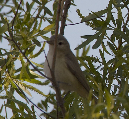 Warbling Vireo