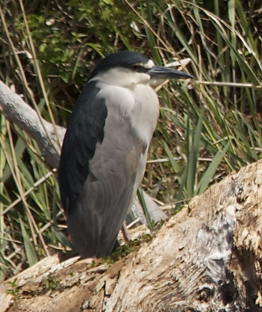 Black-crowned Night Heron