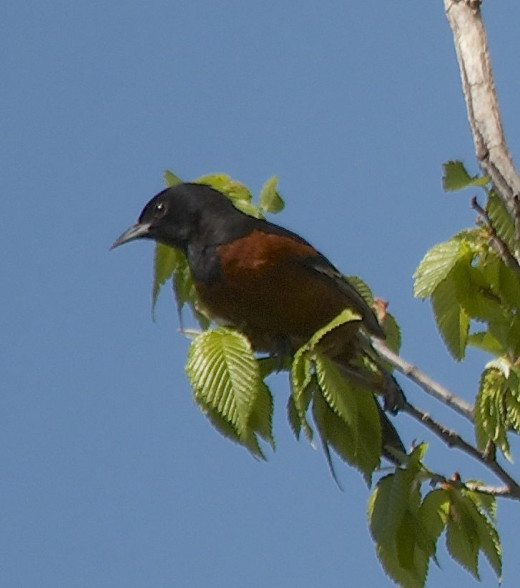 Orchard Oriole