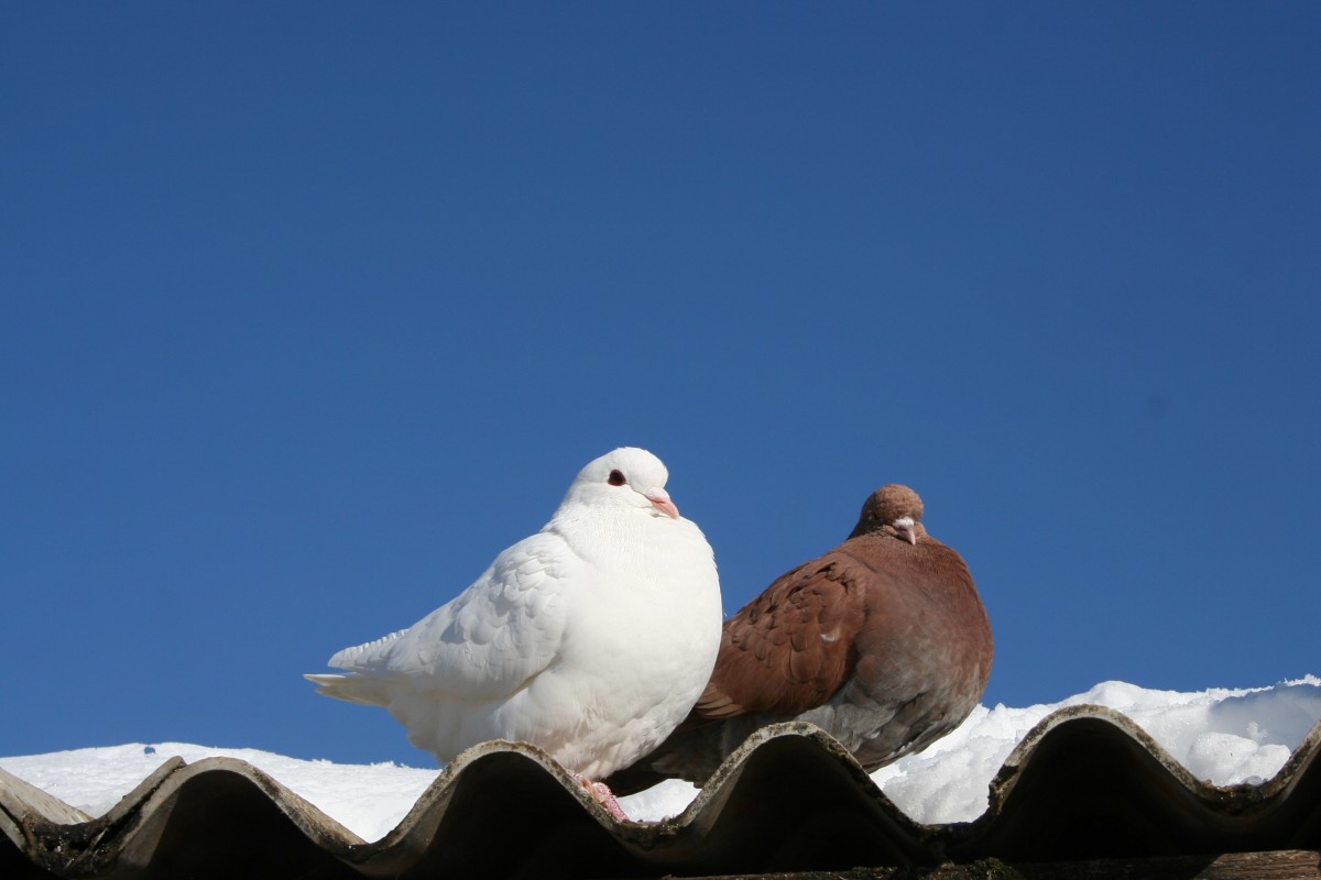 Keeping a Dove Bird as a Pet Bird