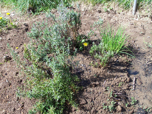 It began with a few herbs