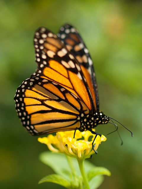 A Monarch Butterfly