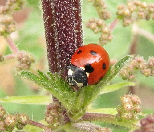 A Ladybug / Ladybird