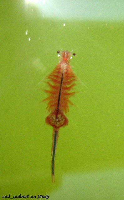 A Sea-Monkey / Brine Shrimp