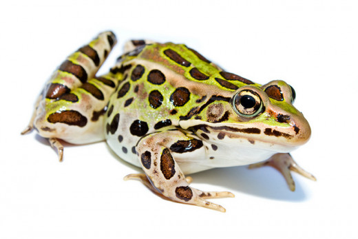A Northern Leopard Frog