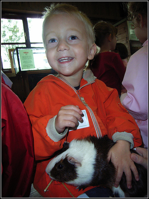 Child and Guinea-Pig / Cavy