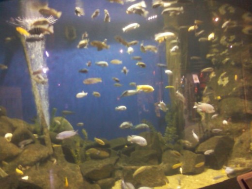 Deep Sea World