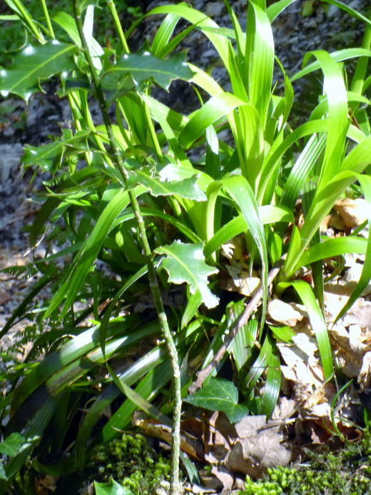 Lily of the Valley