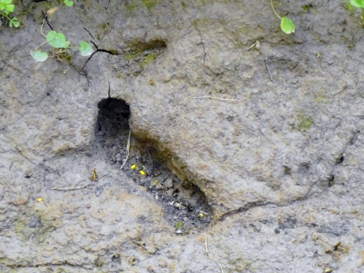 The entrance to the home of A water Vole.