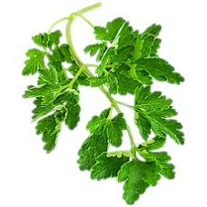 Infusions of parsley(a diuretic) can be helpful against fluid retention.