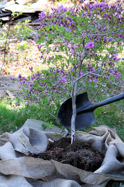 Add in Soil