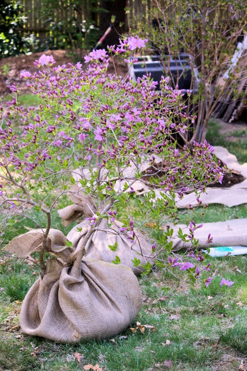 Lining Up Shrubs for Holding Bed