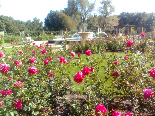 Rose Garden and Fountains at Loose Park