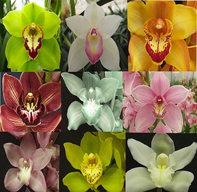 Variety Of Orchids