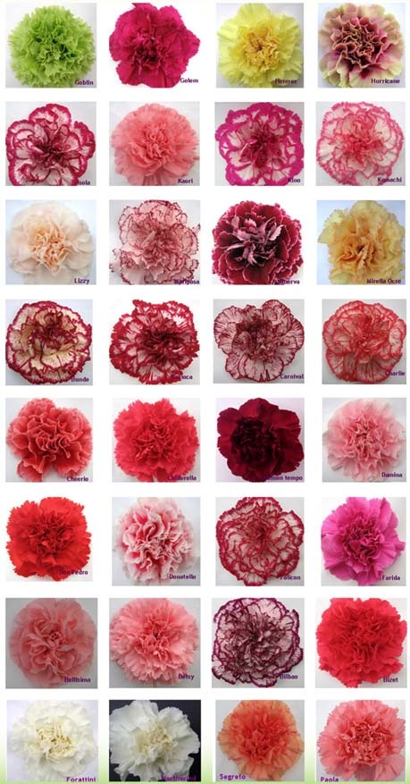 Different Coloured Carnations