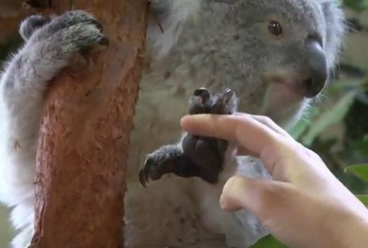 Koala have human-like fingerprints
