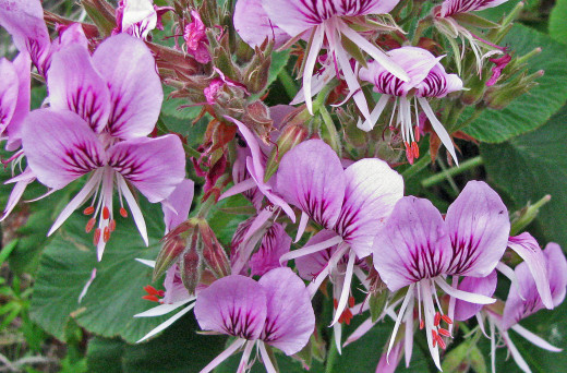 A Floral Delight.