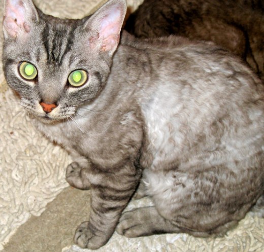 The Devon Rex is a decidedly short-whiskered cat. The whiskers coil so tightly, they snap off.