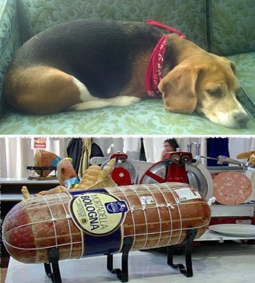 The old adage rings true: You are what you eat, and Bailey is a bologna loaf. 