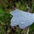 Water drops on leaves are always cool looking. Water drops on leaves are always cool looking.