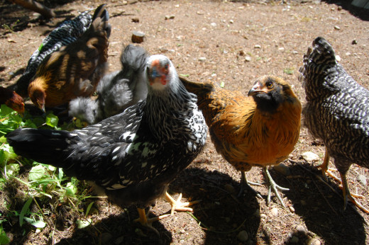 "If you want nice chickens who will pose for photos like us, then just hold us when we're babies!"