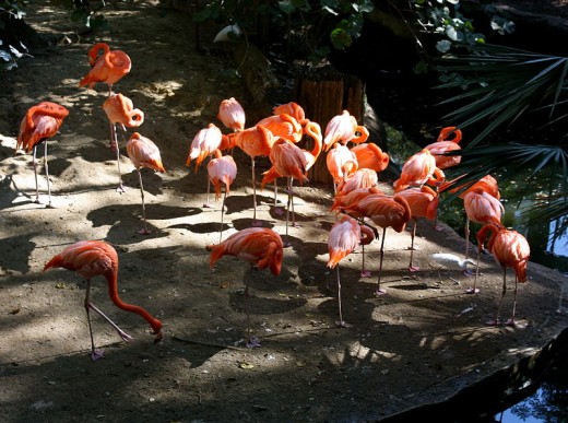 Florida Flamingos. Many are found at Hialeah Park.