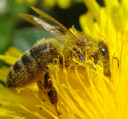 This bee has bathing in pollen.