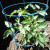 May 13 - just a week now and the tomato plant has almost doubled in size. It looks like the tomato plant loves the compost.