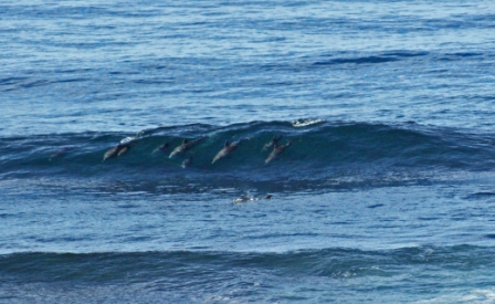 Dolphins surfing