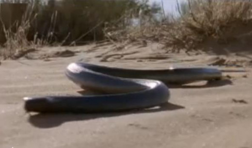 How snake reptiles move