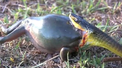 Snake eating frog