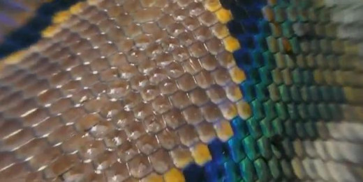Snake scales pattern