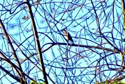 A Sparrow just above our bird table. A true gem in today's world.