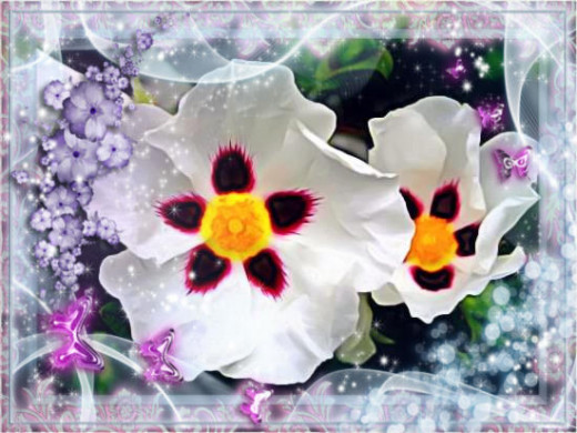 My Beautiful Rock Rose.