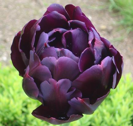 The black tulip - Gardens in the city of Limoges, South West France