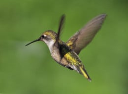 https://usercontent1.hubstatic.com/7994262_f260.jpg