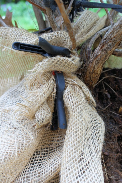 Attaching Clamps to Hold Burlap
